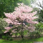 stellar-pink-dogwood-tree-large