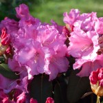 rhododendron Linda